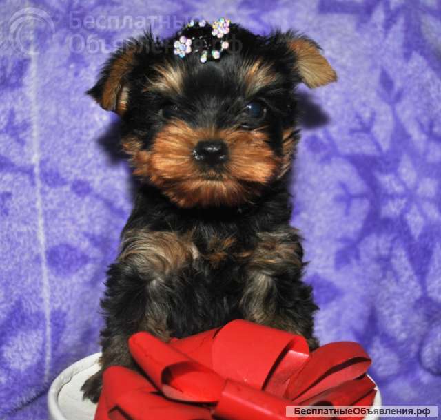 Йорка мальчик