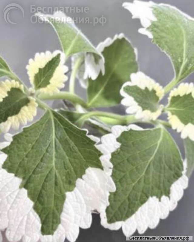 Садовые растения