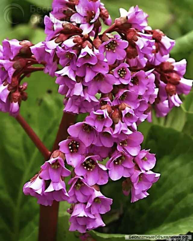 Садовые растения