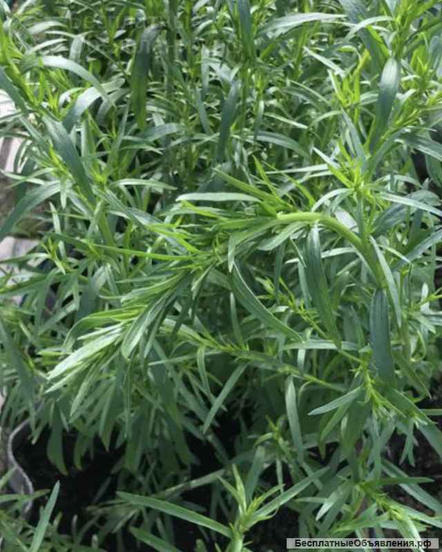 Садовые растения