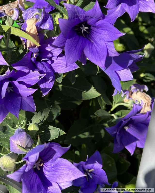 Садовые растения