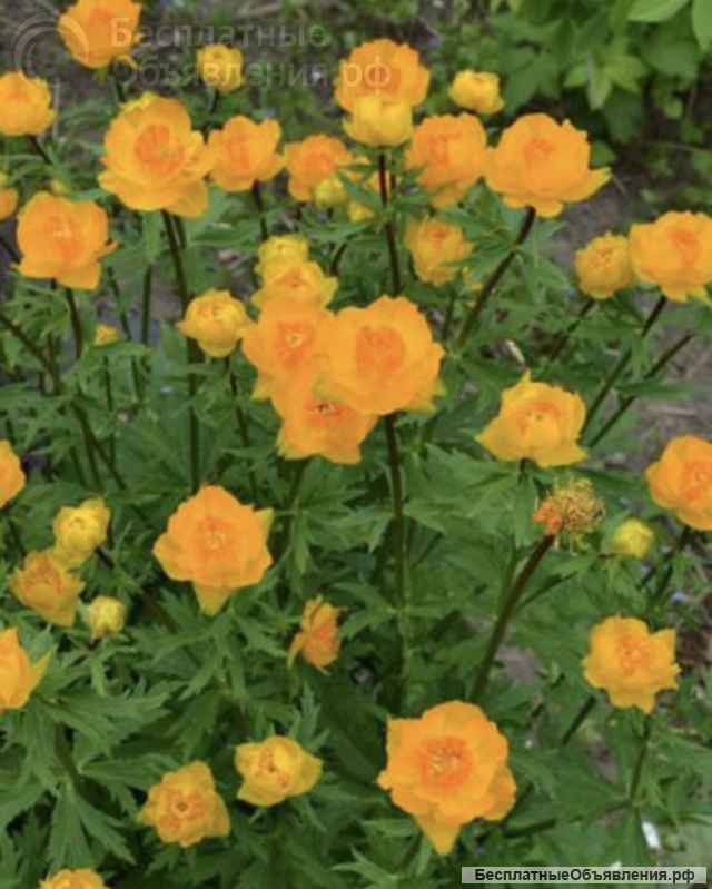 Садовые растения