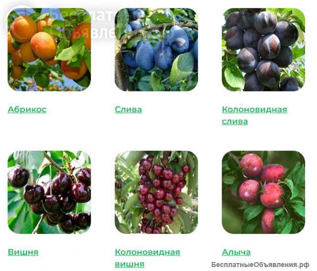 Нужно приобрести здоровые и крепкие саженцы?