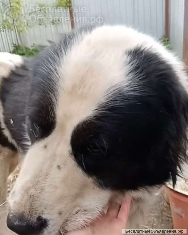 Алабай Пончик