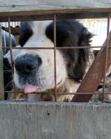 Алабай Пончик