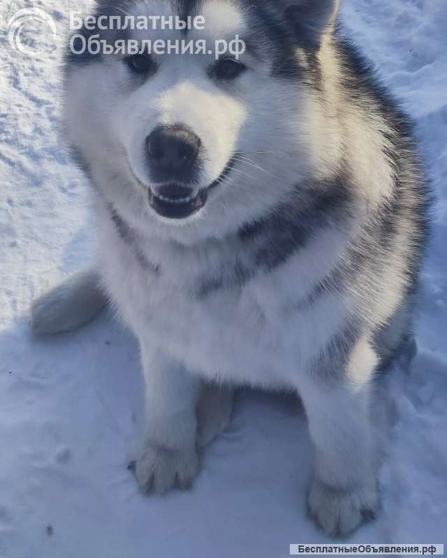 Отдам маламута