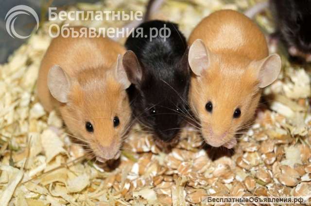 Сатиновые мыши