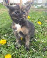 Очаровательные домашние котята девочки в добрые руки