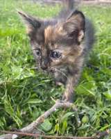 Очаровательные домашние котята девочки в добрые руки