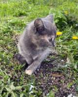 Очаровательные домашние котята девочки в добрые руки