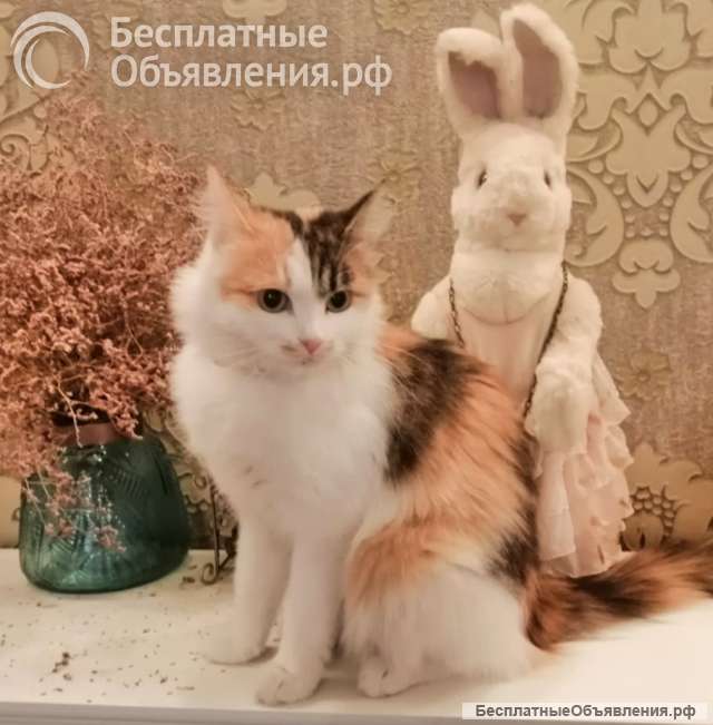 Милая кошечка Ксюша ищет дом