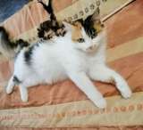 Милая кошечка Ксюша ищет дом