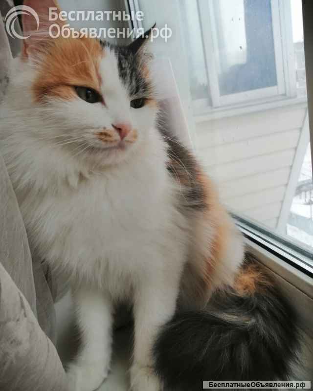 Милая кошечка Ксюша ищет дом