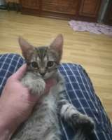 В хорошие руки