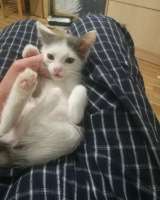 В хорошие руки