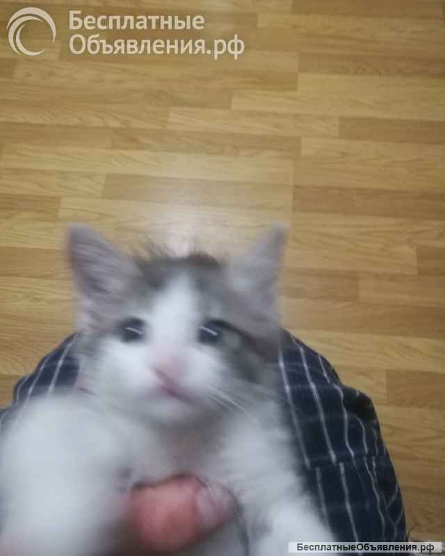 В хорошие руки