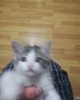 В хорошие руки