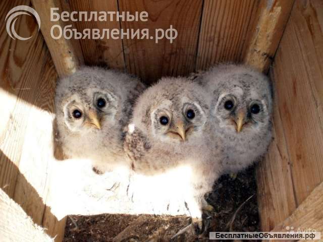Серая неясыть