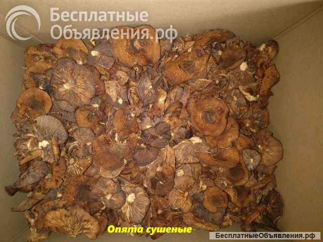 Грибы сушеные Спб (белые, красные, подосиновики, опята, трутовики)