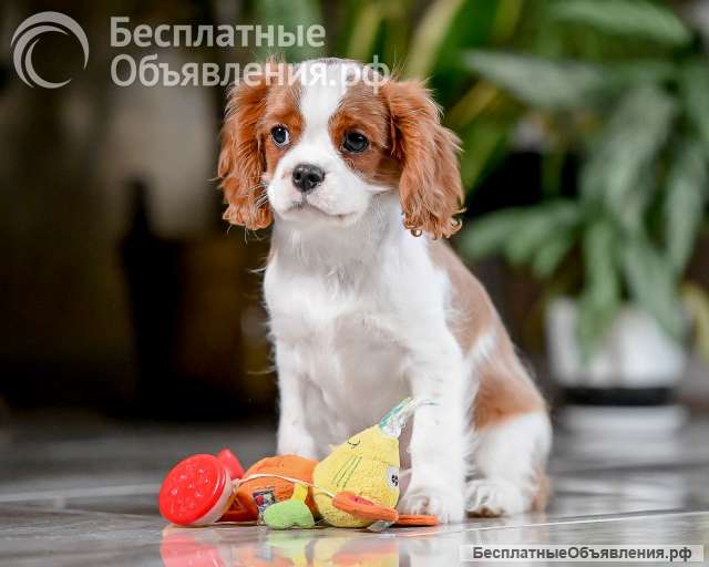 Щенок кавалер Кинг Чарльз спаниель