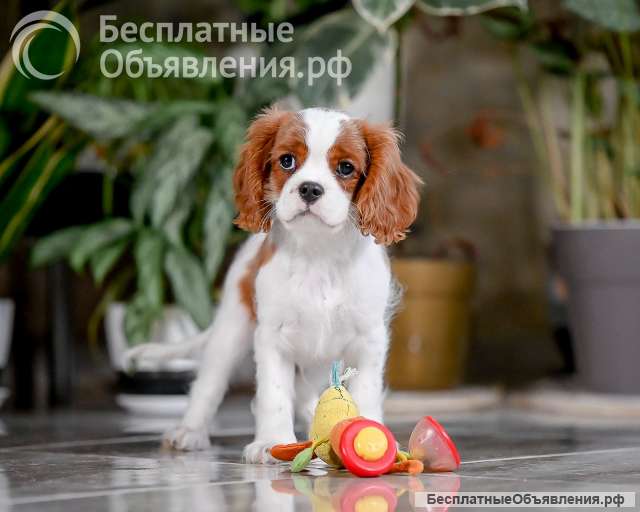 Щенок кавалер Кинг Чарльз спаниель