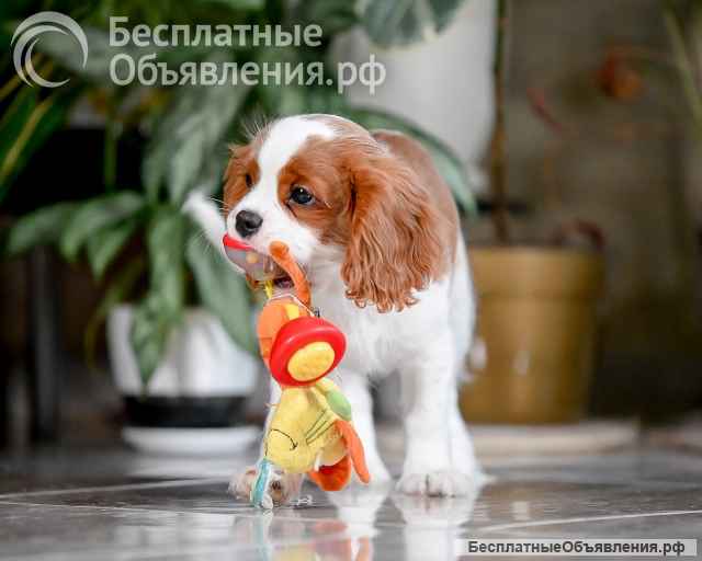 Щенок кавалер Кинг Чарльз спаниель