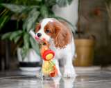 Щенок кавалер Кинг Чарльз спаниель