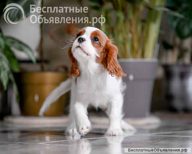 Щенок кавалер Кинг Чарльз спаниель