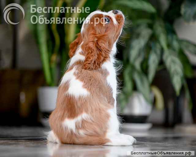 Щенок кавалер Кинг Чарльз спаниель