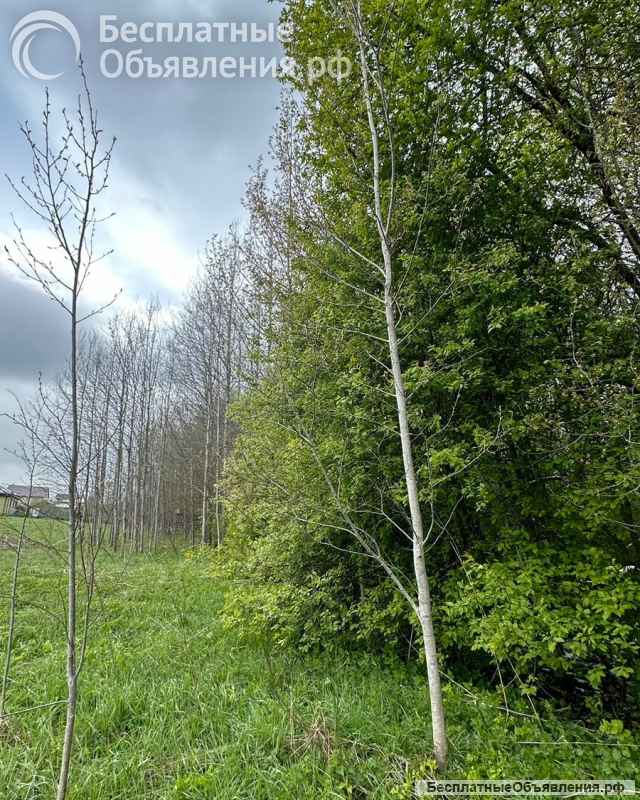 Участок 12 соток в посёлке Березовый Рай, 86 км от МКАД по Ярославскому ш