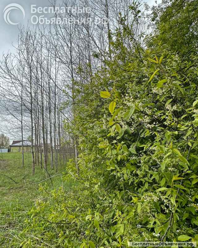 Участок 12 соток в посёлке Березовый Рай, 86 км от МКАД по Ярославскому ш