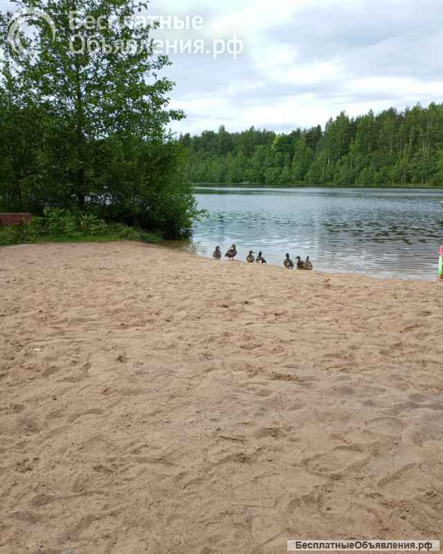 Сдаётся дачный домик в садоводстве Воейково