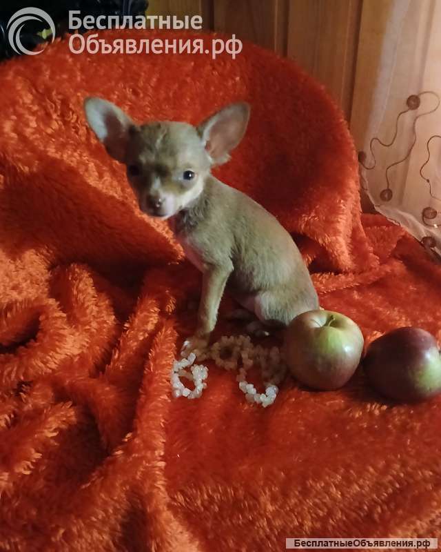 Той-терьев рыжие щенки недорого