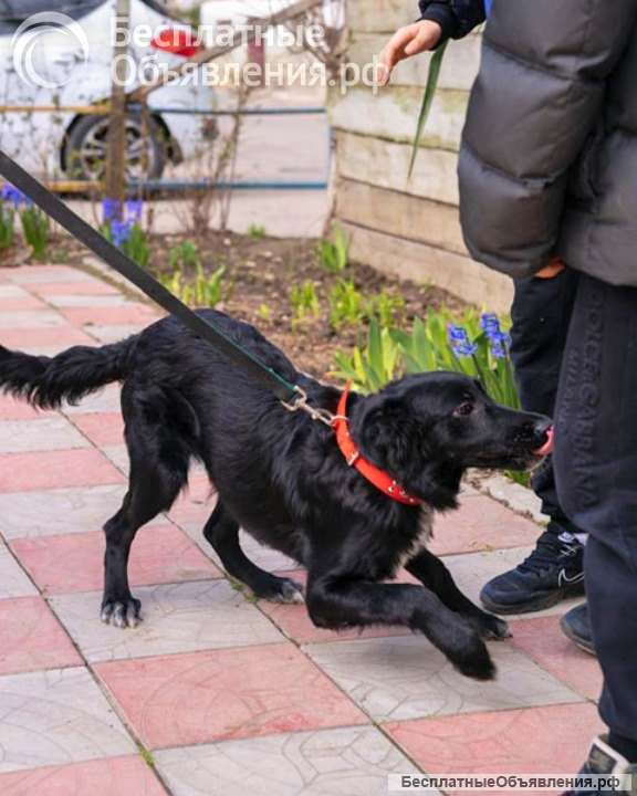 Элегантный красавец Бим, добрейший песик-подросток в добрые руки