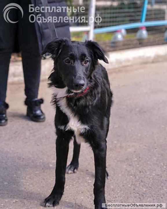 Элегантный красавец Бим, добрейший песик-подросток в добрые руки