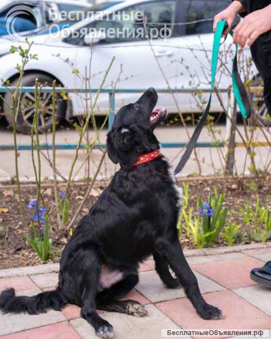 Элегантный красавец Бим, добрейший песик-подросток в добрые руки
