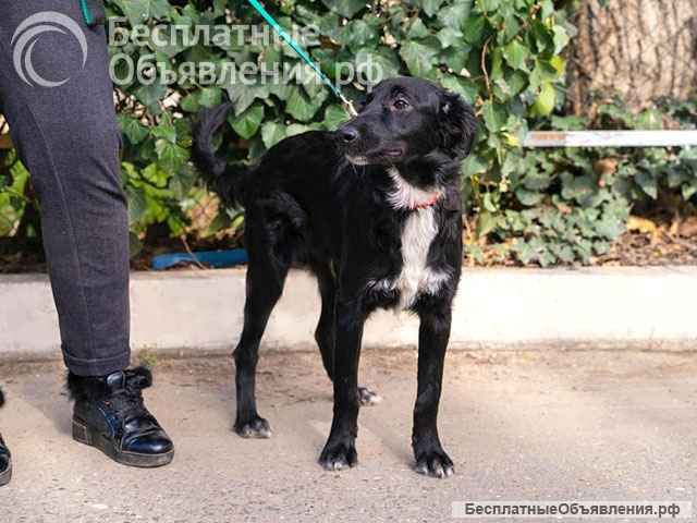 Элегантный красавец Бим, добрейший песик-подросток в добрые руки