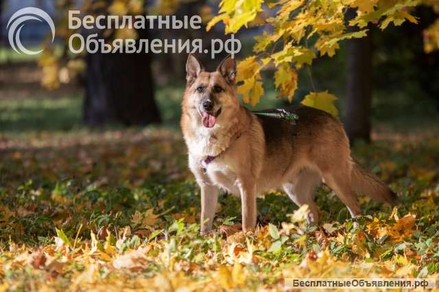 Умнейший метис овчарки Юджин ищет дом