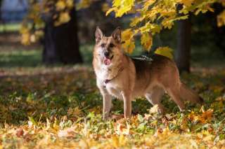 Умнейший метис овчарки Юджин ищет дом