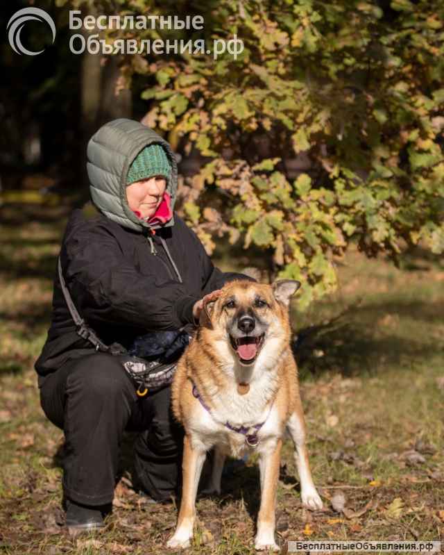 Умнейший метис овчарки Юджин ищет дом