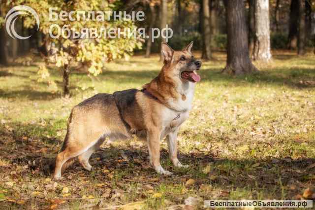 Умнейший метис овчарки Юджин ищет дом