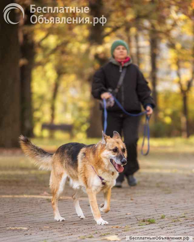 Умнейший метис овчарки Юджин ищет дом