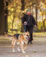 Умнейший метис овчарки Юджин ищет дом