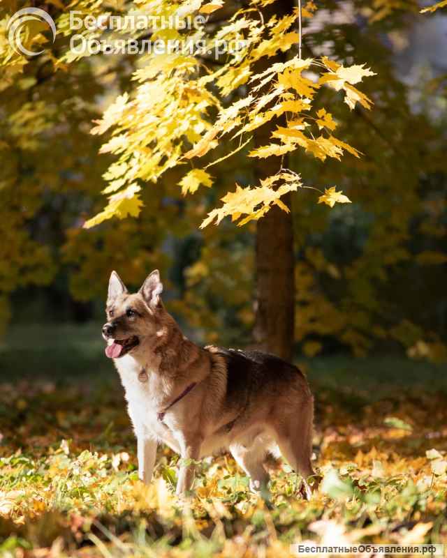 Умнейший метис овчарки Юджин ищет дом