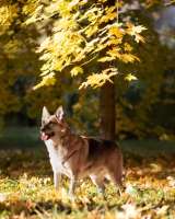 Умнейший метис овчарки Юджин ищет дом