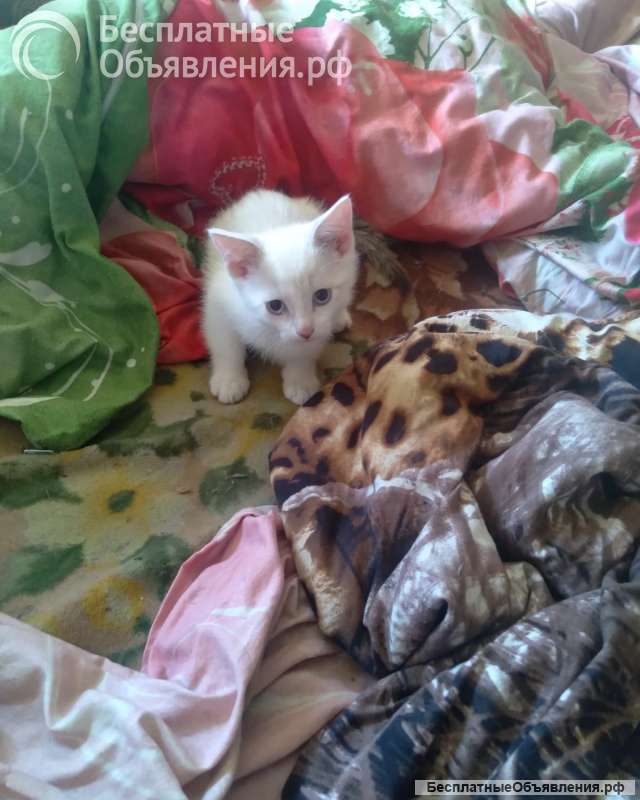 Отдам котят Сиамской породы (Метисы) в Юрге