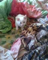 Отдам котят Сиамской породы (Метисы) в Юрге