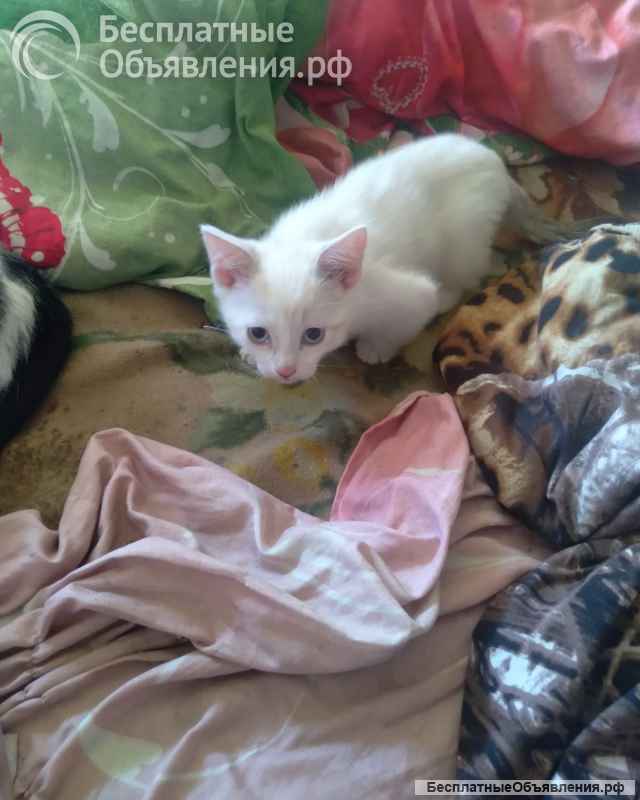 Отдам котят Сиамской породы (Метисы) в Юрге