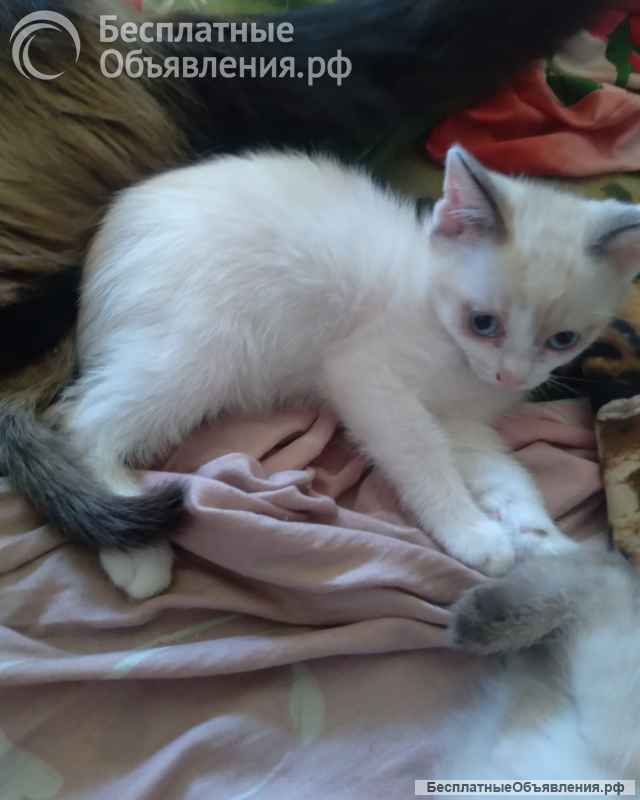 Отдам котят Сиамской породы (Метисы) в Юрге