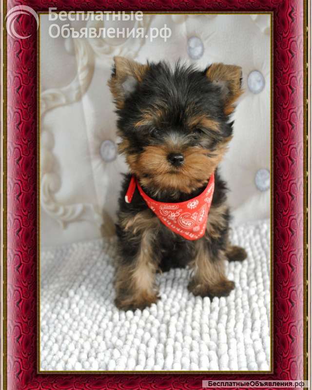 Йорка миниатюрный мальчик